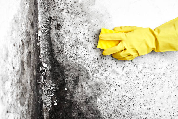 Best Emergency Mold Remediation  in Broadmoor, CA